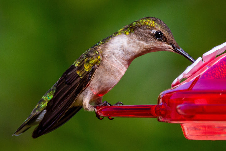 Hummingbirds and Orioles