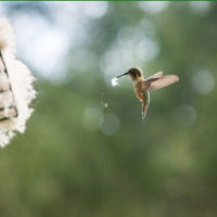 Hummingbird Nest Helper