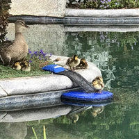 Frog Log