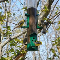 WF 15" Finch Feeder