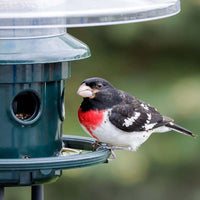 Squirrel Buster Plus with Cardinal Ring