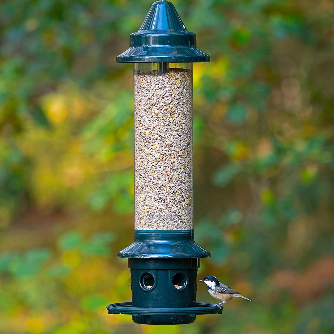 Squirrel Buster Plus with Cardinal Ring