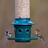 Squirrel Buster Plus with Cardinal Ring