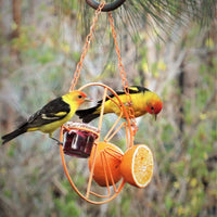 Clementine Oriole Feeder