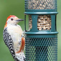 Squirrel Buster Peanut
