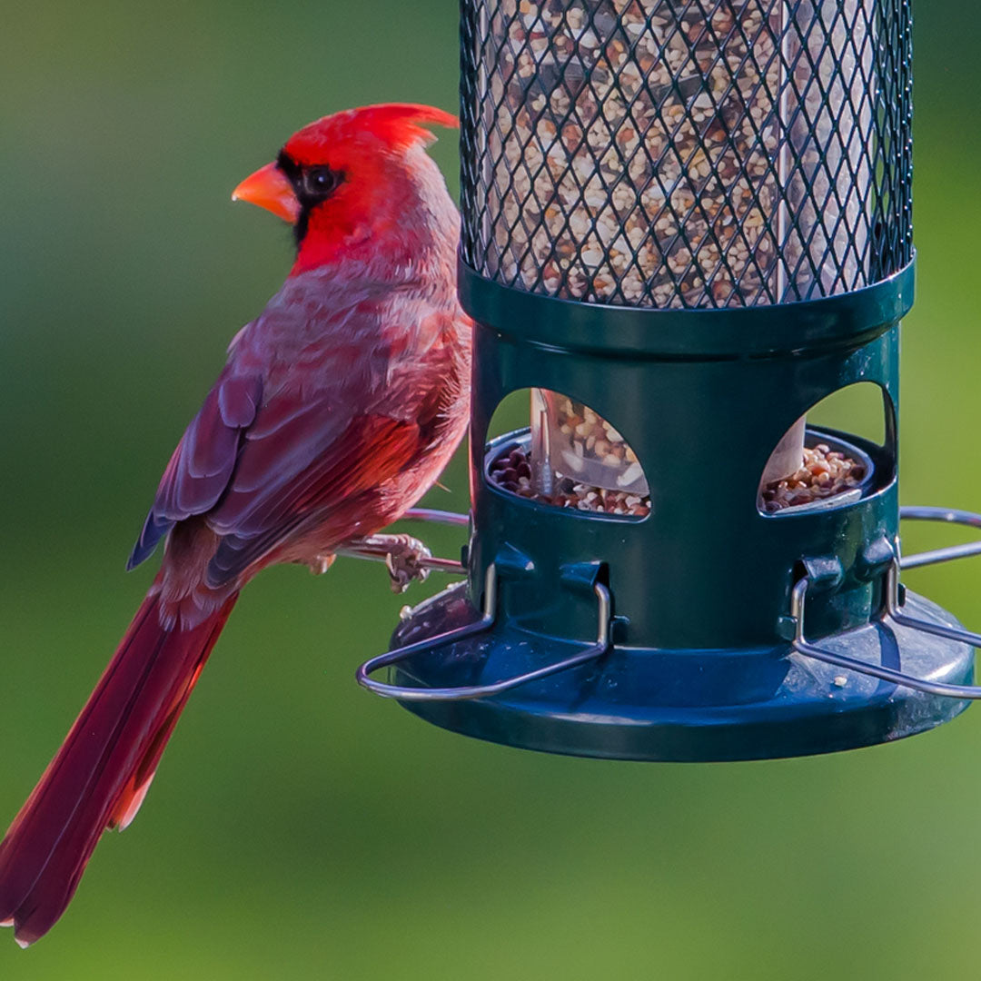 Squirrel Buster Standard