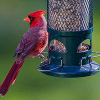 Squirrel Buster Standard