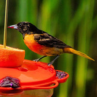 Classic Oriole Feeder