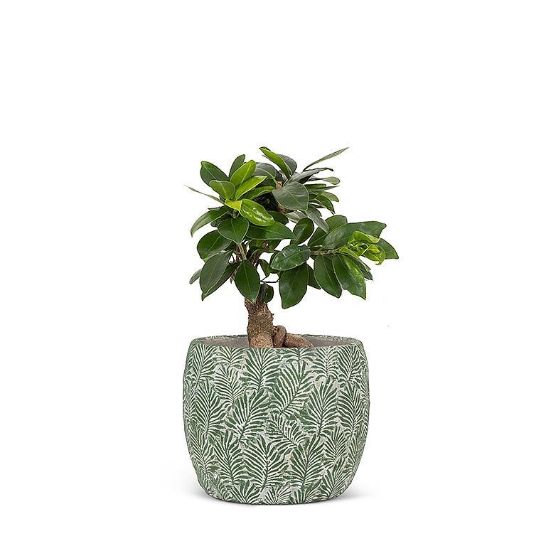 SM Leafy Planter