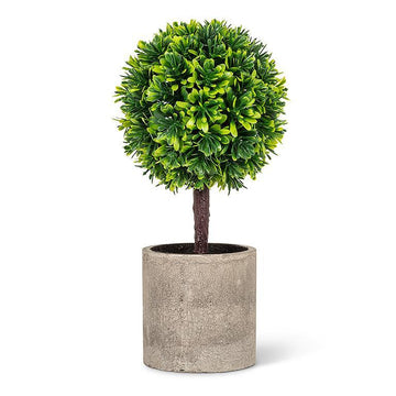 Plant Boxwood Topiary