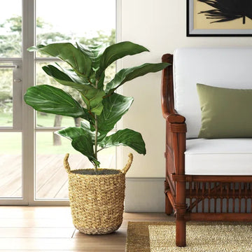 Fiddle Leaf Plant 39"