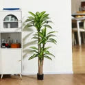 Dracaena Plant 59"