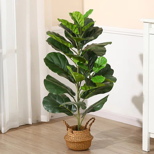 Fiddle Leaf 36"