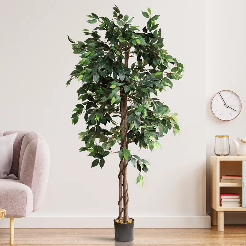 Ficus 59"