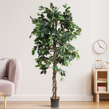 Ficus 59"