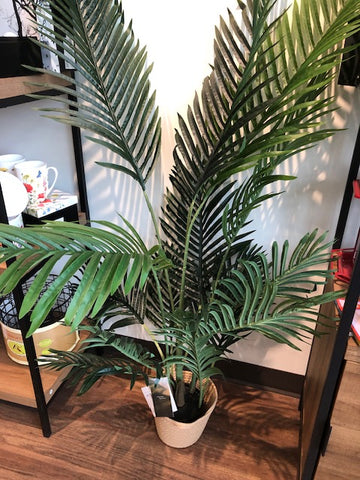 Palm 4.6' Plant