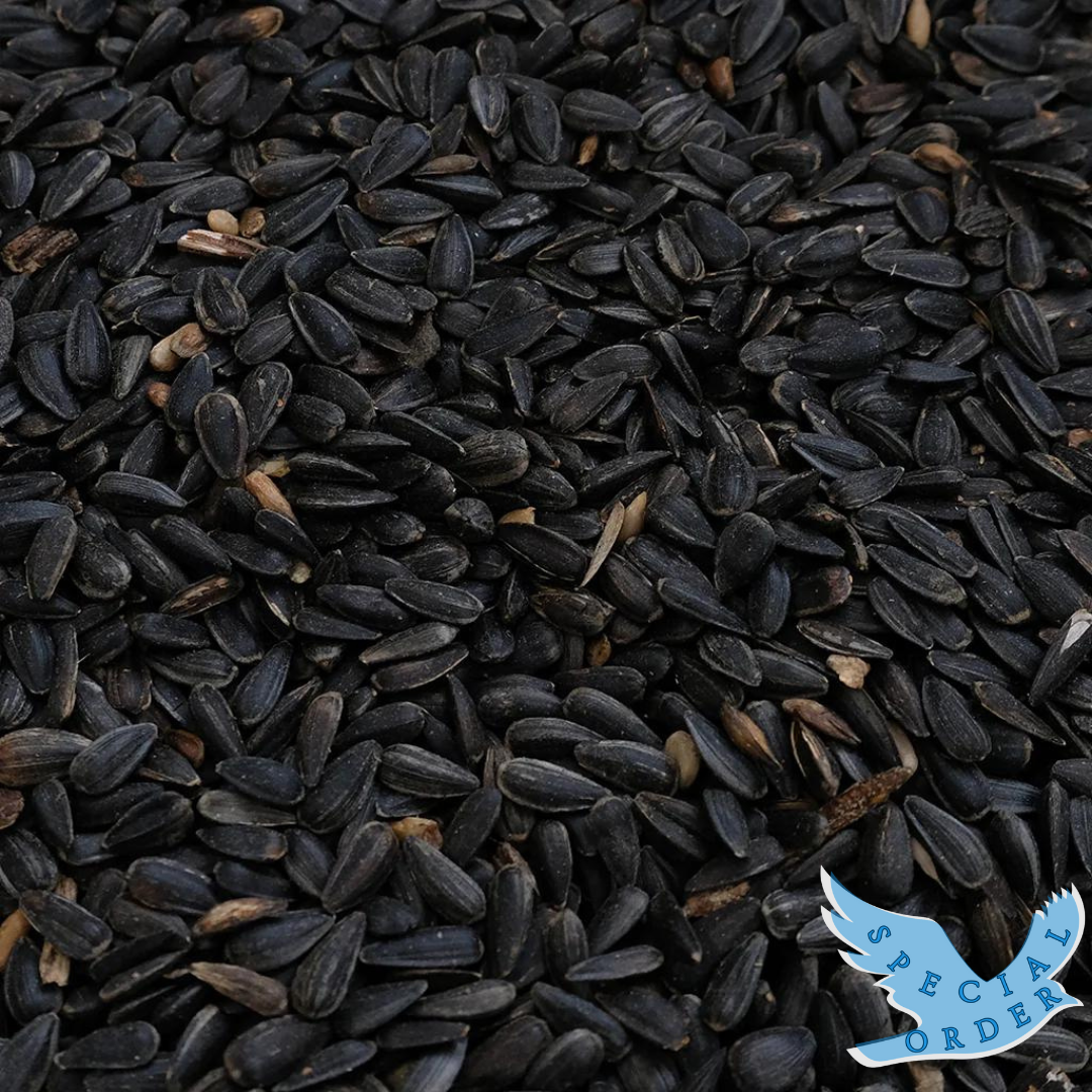 Black Oil Sunflower Seed - 10lb / 20lb / 44lb