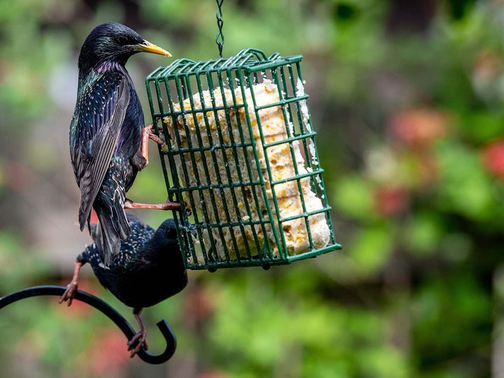 Bird sales supply store