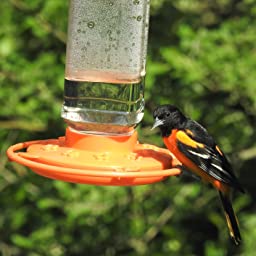 Orange Wide Mouth First Nature Oriole Feeder