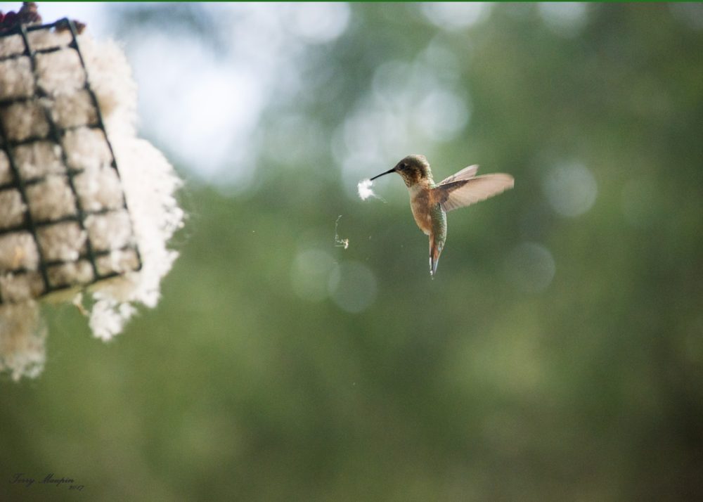 Hummingbird Nest Helper