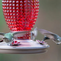 Red Hobtail Hummingbird Feeder