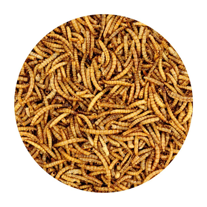 Dried Meal Worms