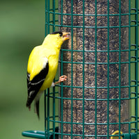 Squirrel Buster Finch