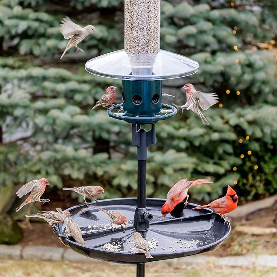 Squirrel Buster Plus with Cardinal Ring