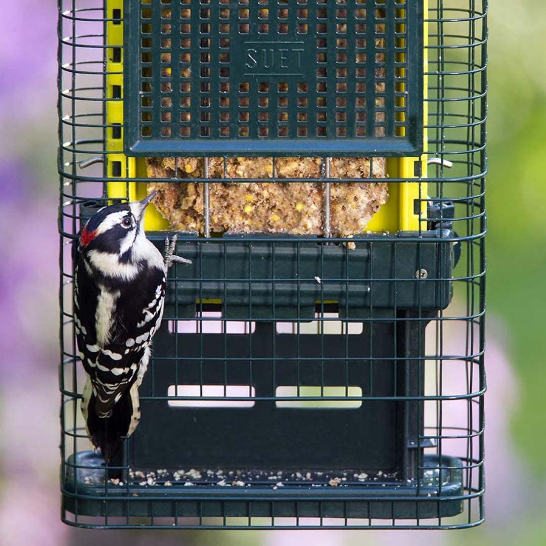 Squirrel Buster Suet Feeder