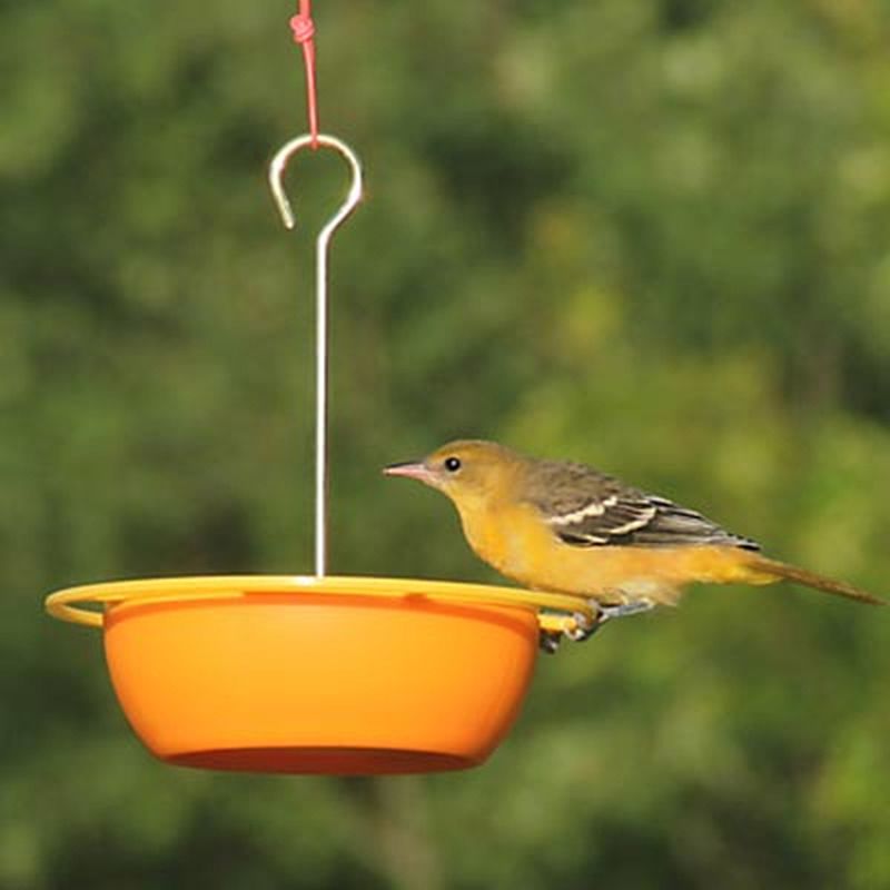 Citrus Buffet Feeder