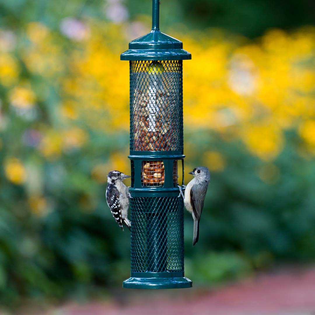 Squirrel Buster Nut Feeder, mangeoire pour oiseaux d'extérieur – MEUNERIE  DALPHOND
